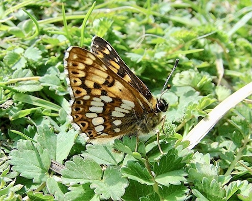 Duke of Burgundy